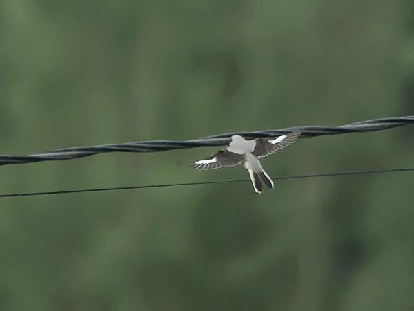 Mustaotsalepinkäinen, Lesser Grey Shrike, Lanius minor
